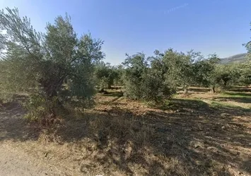 CHP'li belediyeden parsel parsel çevre katliamı! Kaz Dağları talanına bir yenisi daha