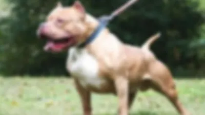 Gaziantep’te ikinci pitbull vakası