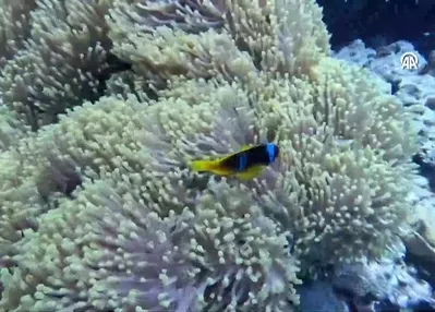 Su altının sevimli canlıları