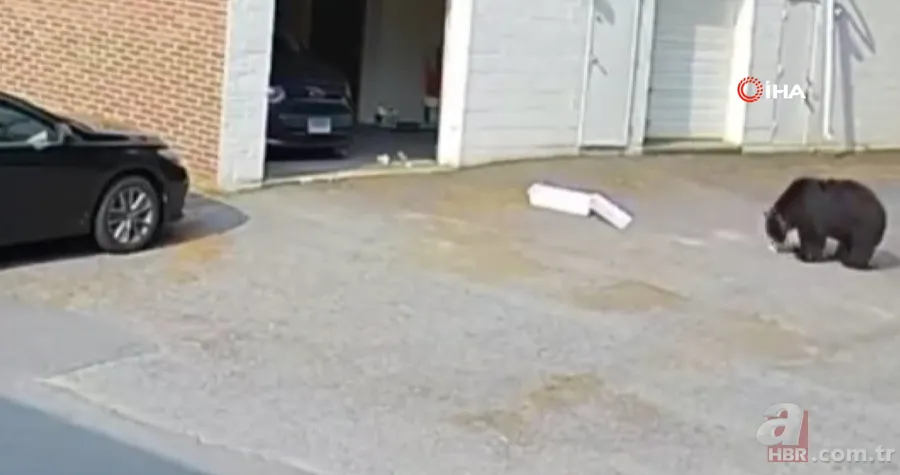 Bahçesine girip erik ağacına çıktı! Hemen telefona sarıldı 6