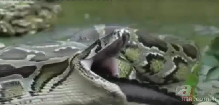 Dev piton timsahı yutmaya kalkıştı! Görenler inanamadı... 13