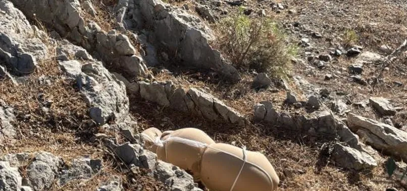 Bodrum'da çarşafa sarılı ölü köpek bulundu!