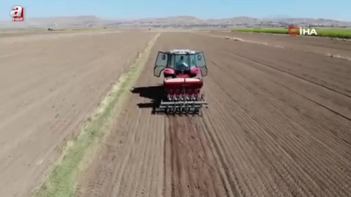 Aksaray'dan yurt dışına gönderilecek organik sarımsakların ekimi başladı