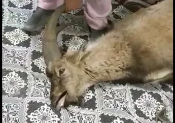 Van'da filmleri aratmayan olay! Dağ keçisi camı kırıp eve daldı