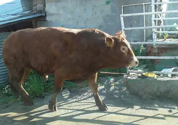 Bilecik'in Pazaryerinden ilginç haber! 1,5 tonluk kurbanlığını otomobille takasa çıkardı
