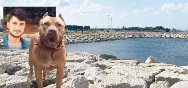denizde-saldiran-pitbull-oldurdu-iddiasina-takipsizlik-karari-cikti-1669615314296.jpg ‘Denizde saldıran pitbull öldürdü' iddiasına takipsizlik kararı çıktı - 4