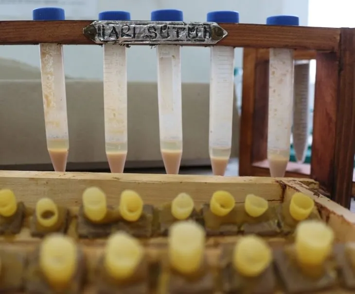 Kilosu 20 bin liradan satılan arı sütü altınla yarışıyor