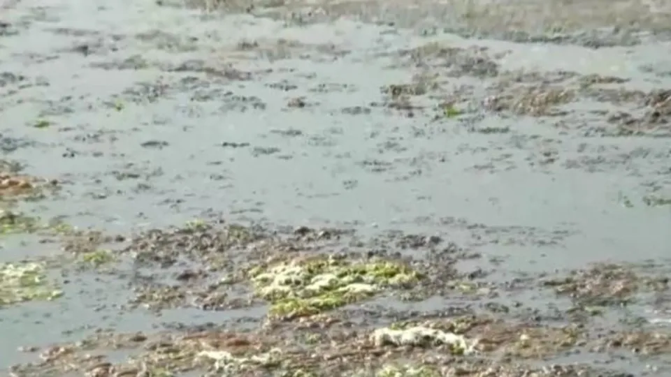 İzmir körfezi’nde deniz marulu istilası