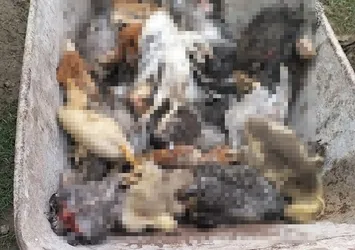 Sakarya Karasu'da başıboş köpek dehşeti! Onlarcasını telef ettiler