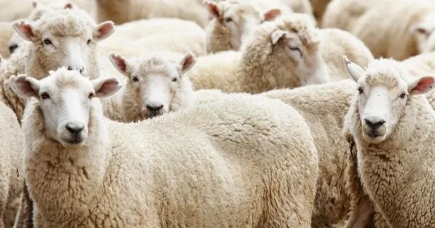 Kurban Bayramı ne zaman 2022? Kurbanlık fiyatları açıklandı mı, ne kadar? Küçükbaş, büyükbaş fiyatları...