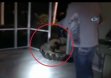 ABD'de dev timsah evin havuzunda bulundu