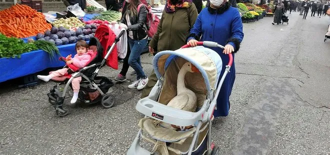 Tokat’ta bebek arabasından gelen kaz sesi vatandaşı şaşkına çevirdi