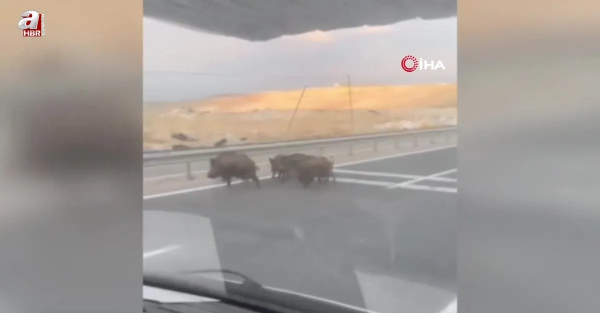 Yolda domuz sürüsü paniği