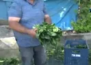 Ispanak krizi yine gündemde! Resmi açıklama geldi