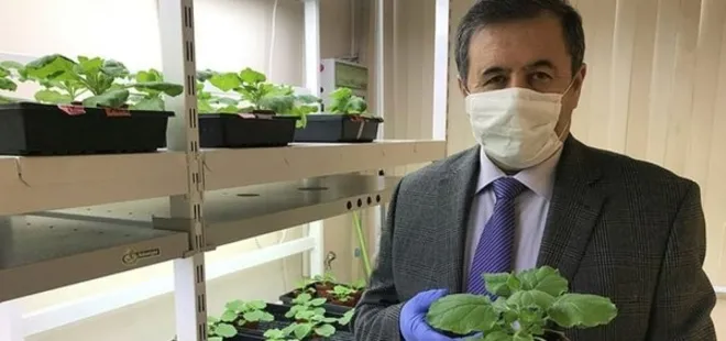 Devrim niteliğindeki çalışmayı duyurdular! Kovid-19’un yıkıcı etkisini azaltacak...