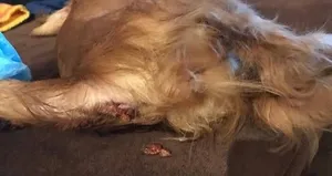 Köpeğin tecavüz edilip öldürüldüğü davada flaş gelişme