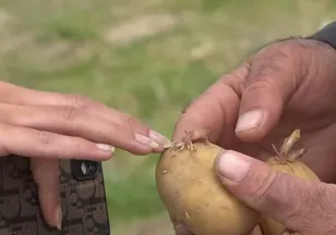 Patates tarlalarında ekim başladı