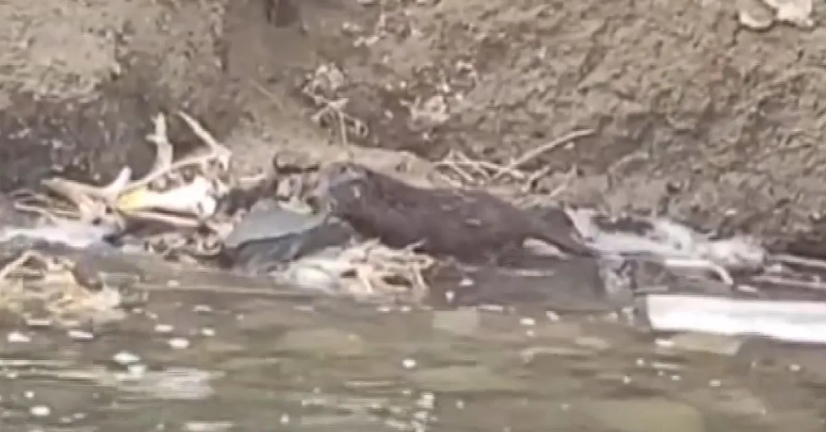 Son dakika: Nesli tükenmekte olan su samuru Muş'ta görüntülendi