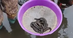 Samsun’dan tıbbi sülük ihracatı