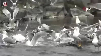 Martıların inci kefali avı