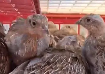 Isparta'da 200 çil keklik doğaya bırakıldı