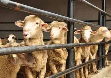 Kurban Bayramı tatili kaç gün olacak?