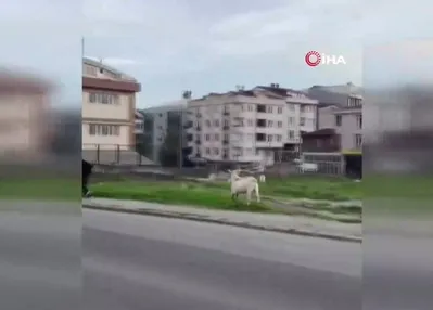 Keçi kovaladı! Görüntüler İstanbul’dan