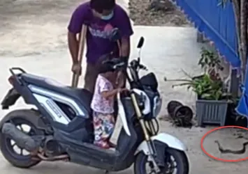 Zehirli kobra yılanı paniği! Baba ve kızı... 🐍