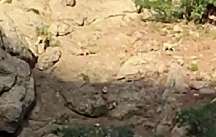 Görüntüler Türkiye’den! Yaban keçisi… Tilki… Kurt… Çakal… Sayıları arttı! Çok nadir görülen hayvan böyle görüntülendi
