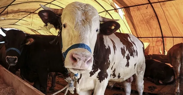Kurban Bayramı öncesi uzmanlardan kritik koronavirüs uyarısı - 4
