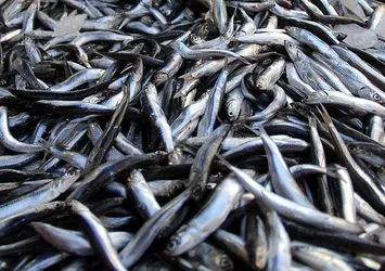 Karadeniz'deki hamsi stokları tehlike altında