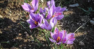 Kilosu servet değerinde: 400 ila 600 bin TL arasında değişiyor