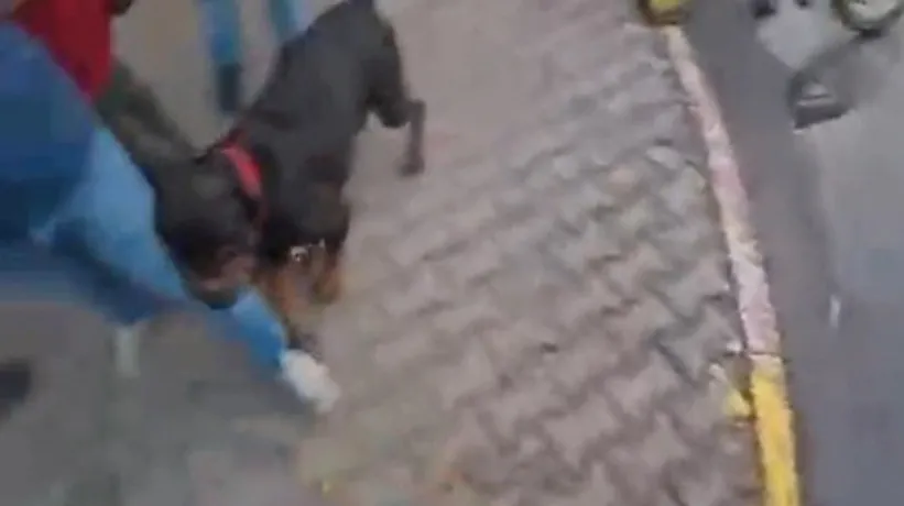 Ağızlıksız gezdirilen köpek dehşet saçtı! Korku dolu anlar kamerada