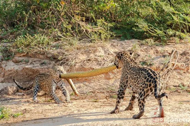 Böylesini daha önce hiç görmediniz 56