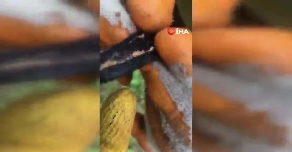 Dünyanın en zehirli yılanları arasında! İlk kez bu kadar yakından görüntülendi