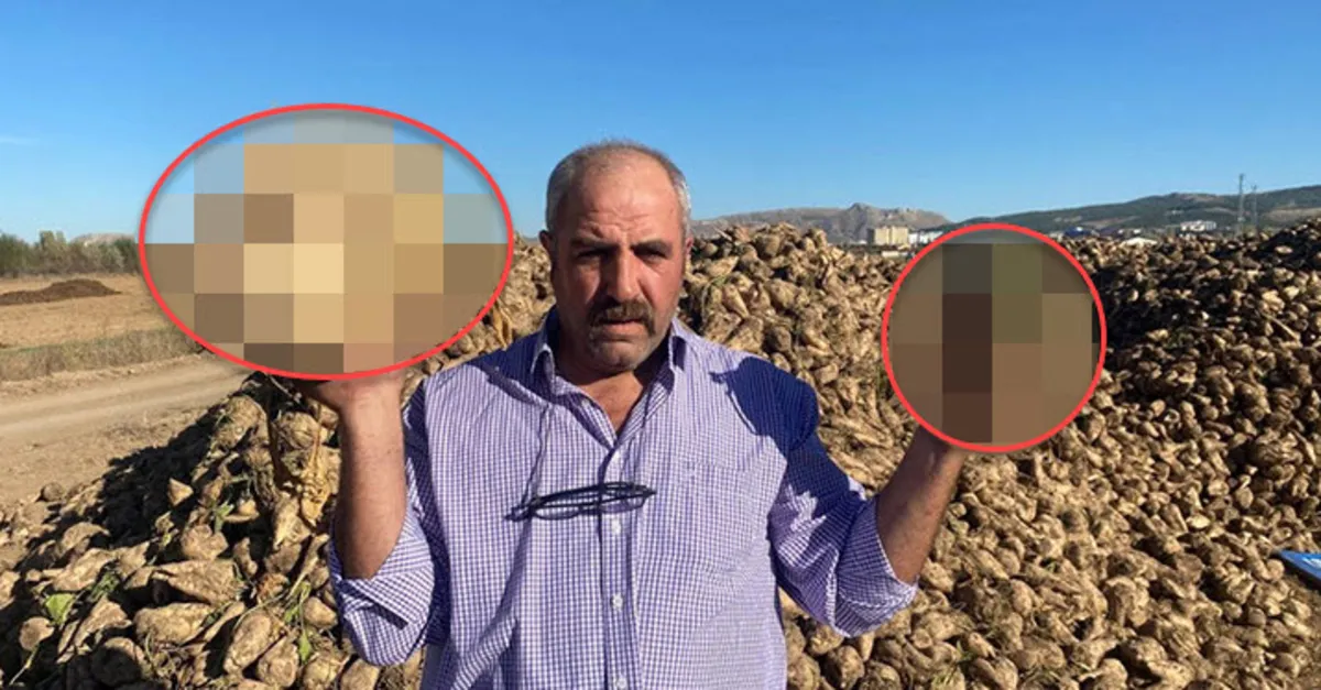 Çiftçi tarlasında buldu! Görenler gözlerine inanamadı