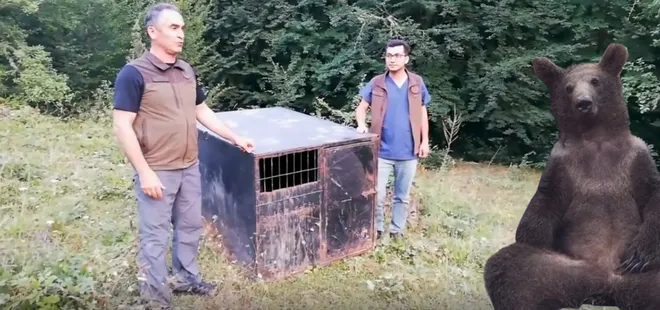 Fenomen ayı 'Balkız' doğaya salındı