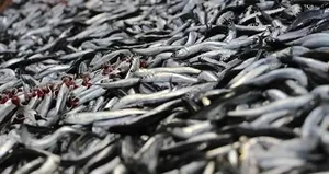 Bolu’da fırtına balık tezgahlarını vurdu