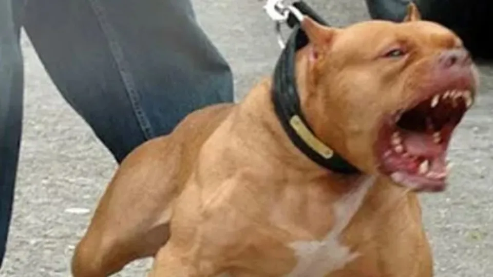 Pitbull’lar neden saldırgan oluyor?