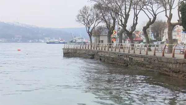 İstanbul Boğazı'nda denizanası tehdidi! Balık stoklarını kurutuyorlar - 1