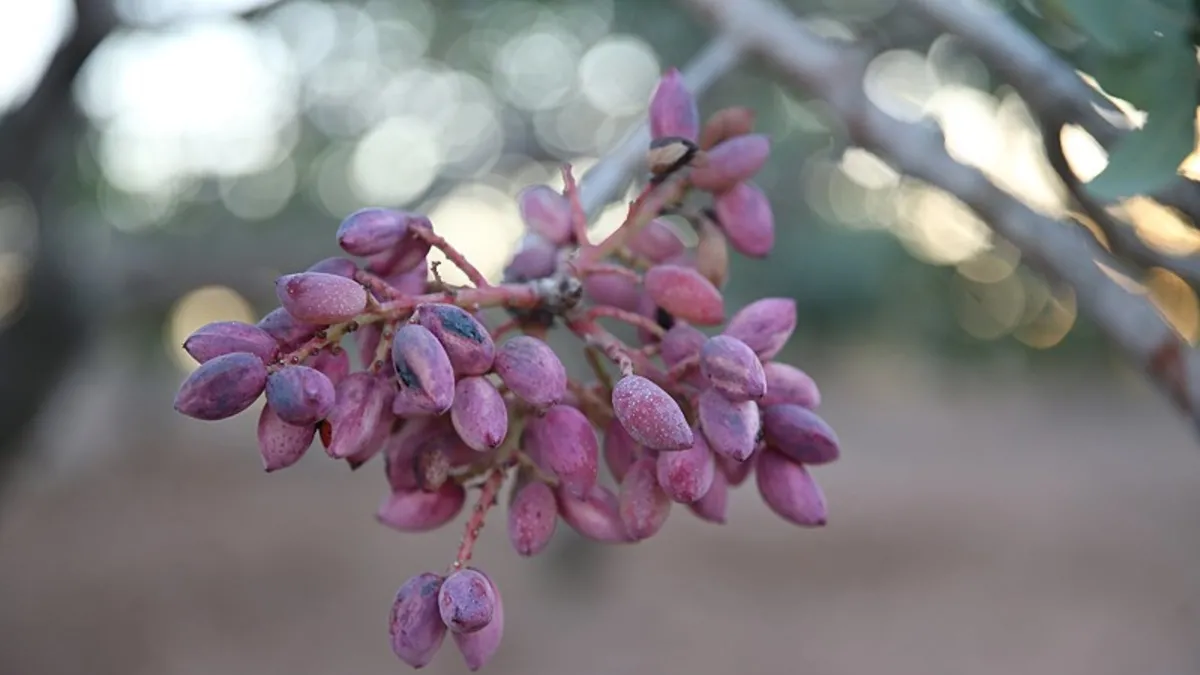 Şanlıurfa'da özenle bakılan fıstık ağaçları asırlardır meyve veriyor