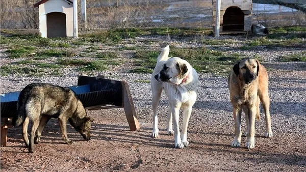 sohayko-dernegi-nedir-sohayko-dernegi-baskani-kimdir-1640588381030.jpg SOHAYKO nedir? SOHAYKO derneği başkanı kimdir? - 1