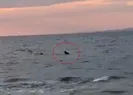 Sarosda büyük panik! Bir anda ortaya çıktı