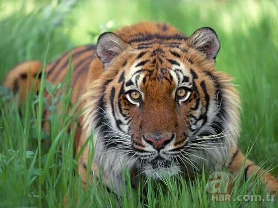 En uzun yaşayan hayvan hangisidir? 1