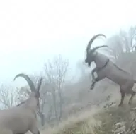 Dağ keçileri için yem bırakıldı