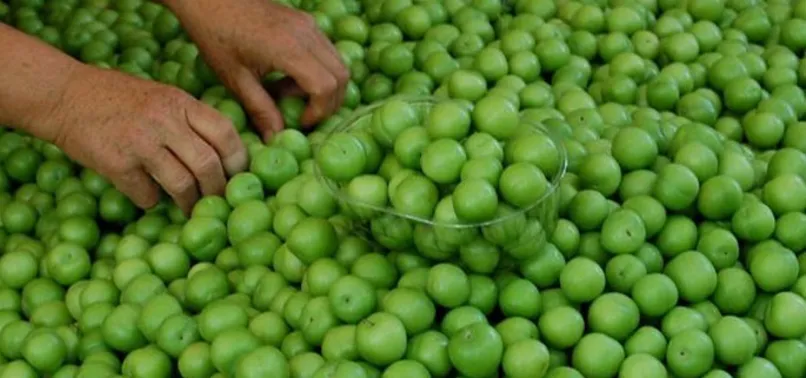 Erik kilosu 75 TL’den tezgahlarda yerini aldı