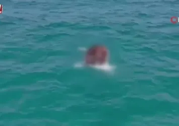 Alanya’da denizde ölü inek bulundu