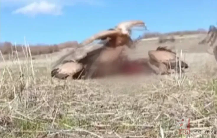 Rize’de sürü halinde ortaya çıktılar! Yavru köpeği mi yediler? 5