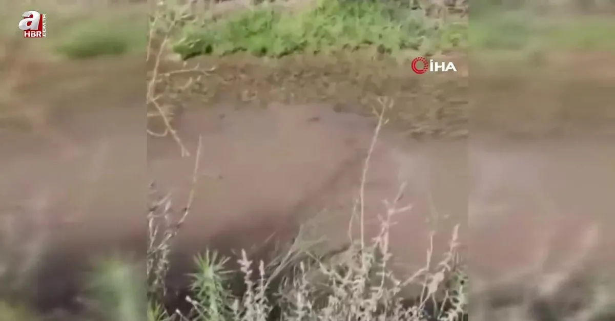 Siirt'te su samuru böyle görüntülendi