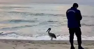 Bartın sahilinde pelikan görüldü